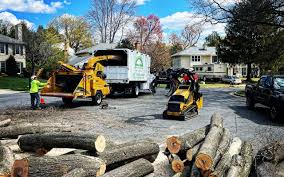 Trusted York, NE Tree Services Experts